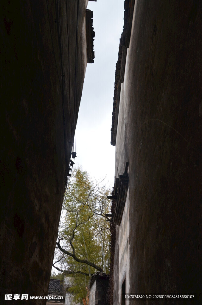 狭窄巷道间的一抹绿意