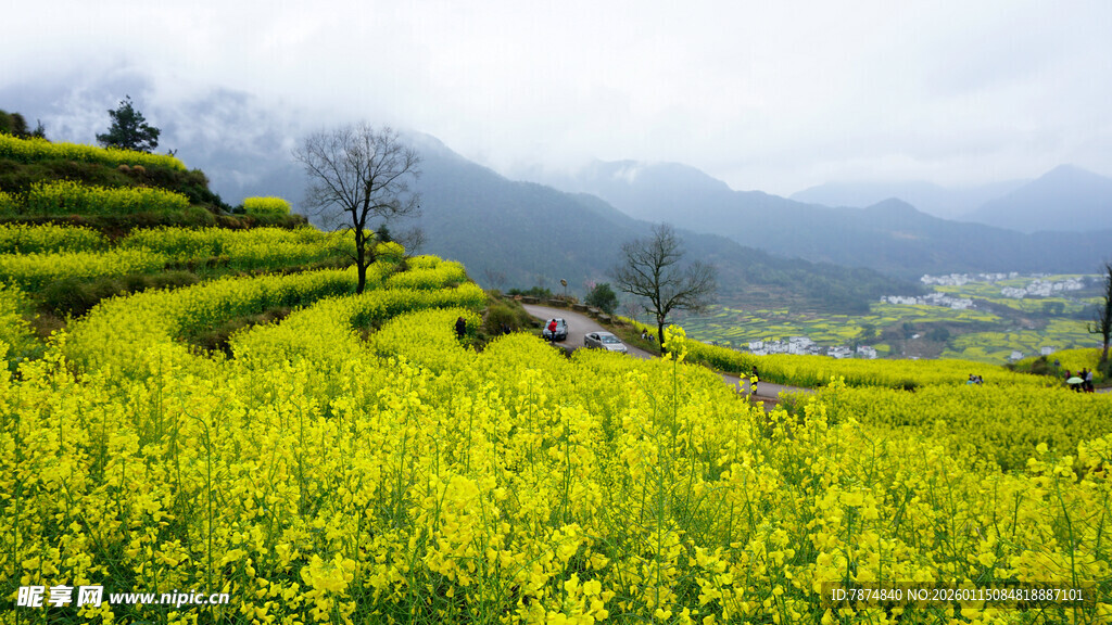 山间油菜梯田美景