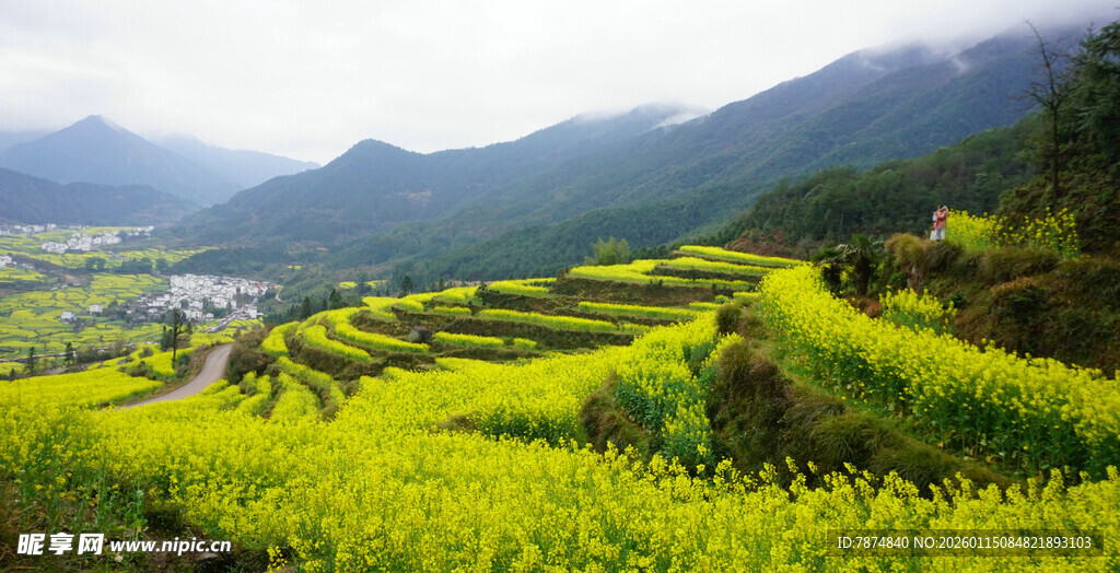 春日梯田油菜花美景