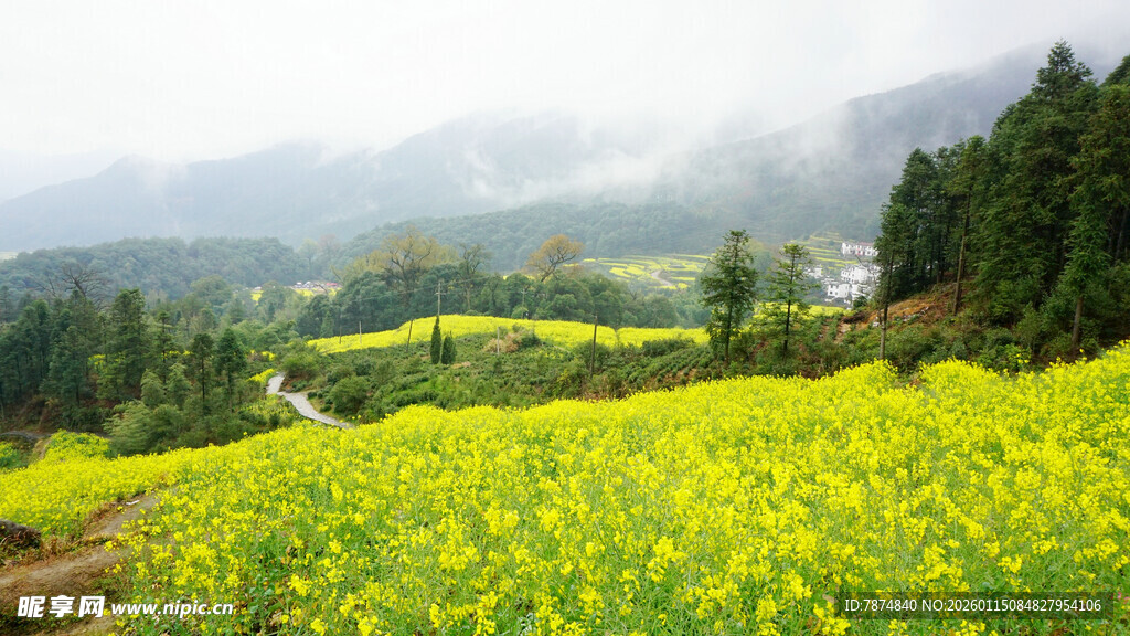 山间油菜花海美景