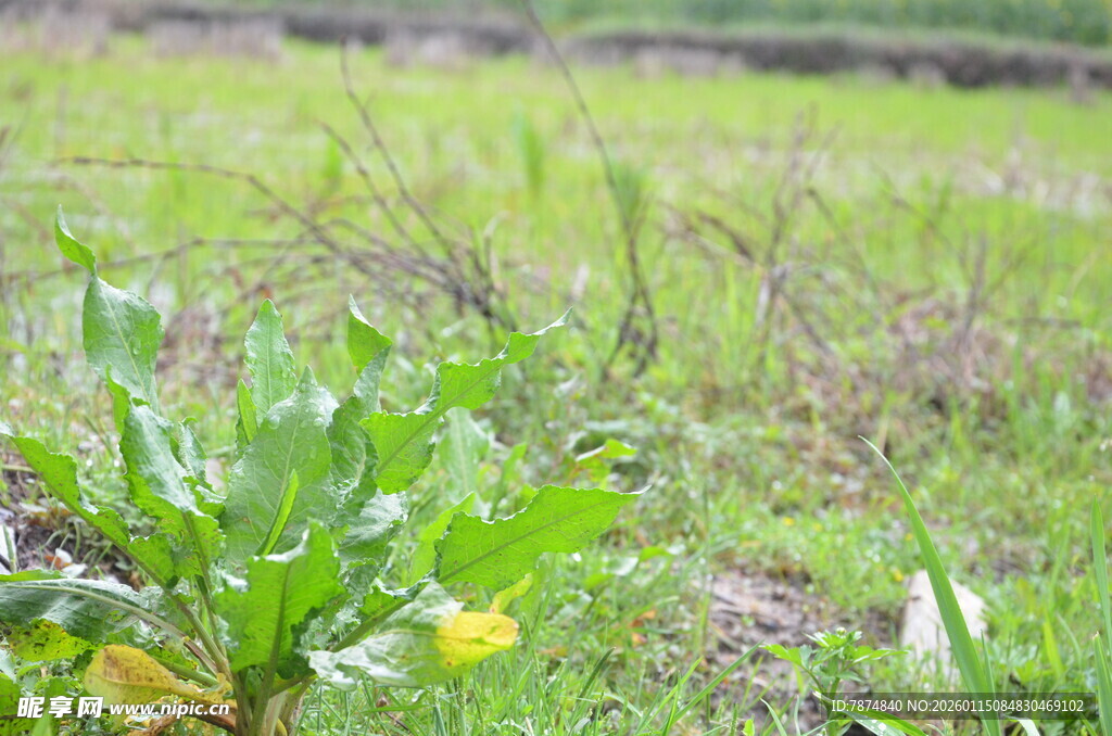 田野中的嫩绿植物与黄花