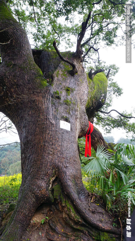 奇特造型古树 红衣点缀