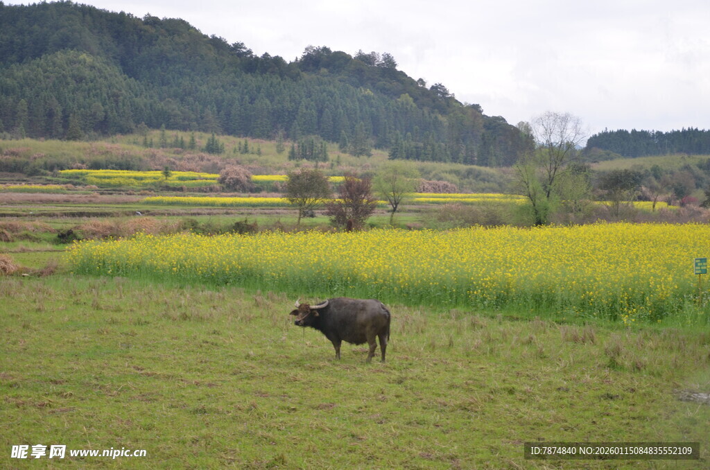 田野间的水牛与金黄花田