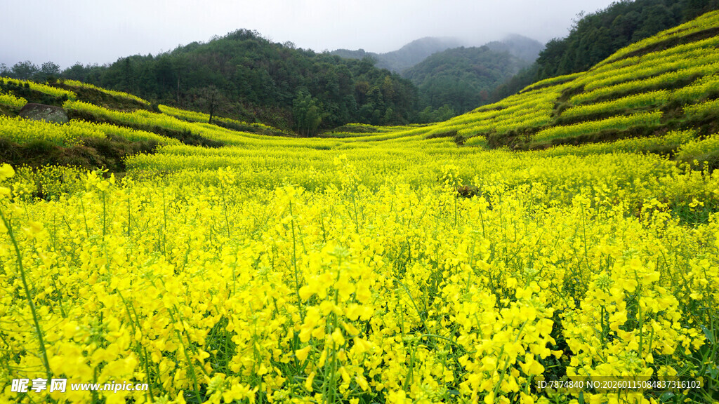 金黄油菜花海 山间美景
