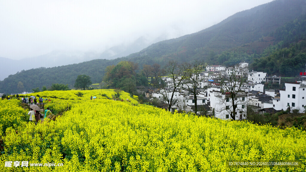 春日油菜花海中的村落
