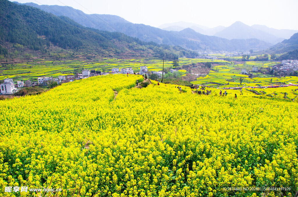 金黄油菜田 山间美丽风光