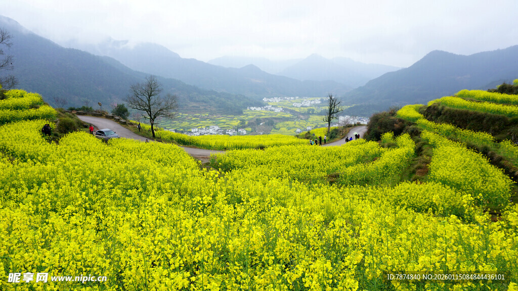春日油菜花海田园风光
