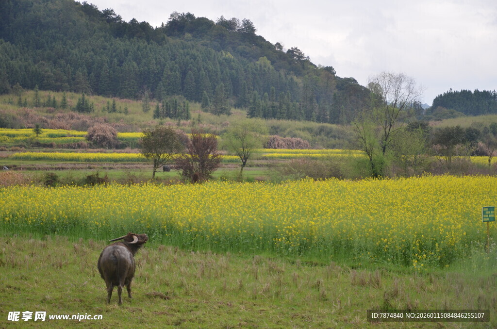 田野中漫步的灰鹅