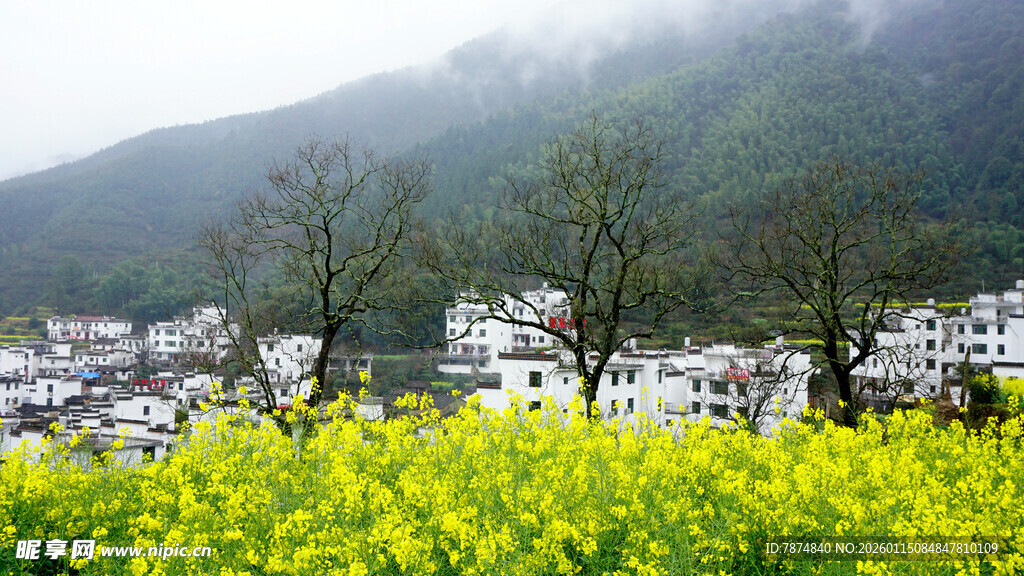 山间油菜花海中的村庄