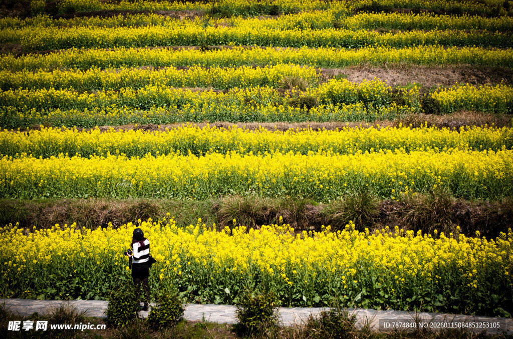 漫步于金黄灿烂的油菜花海