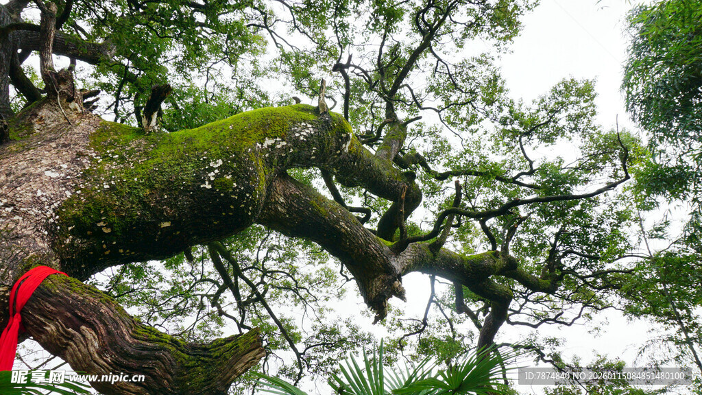 古树枝干 绿意与红绸相映