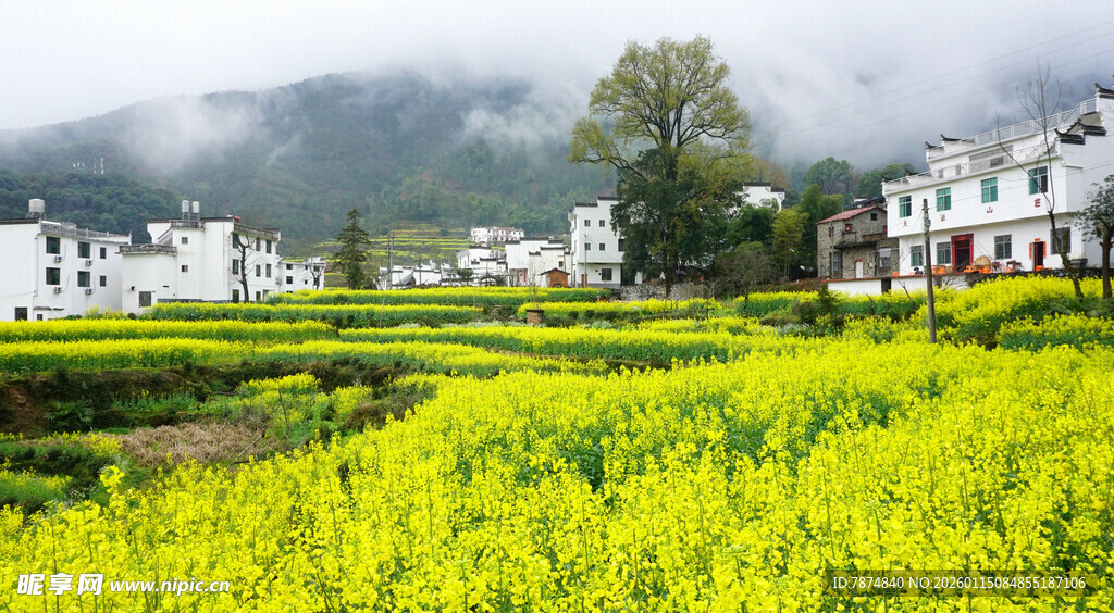 春日乡村油菜花海美景
