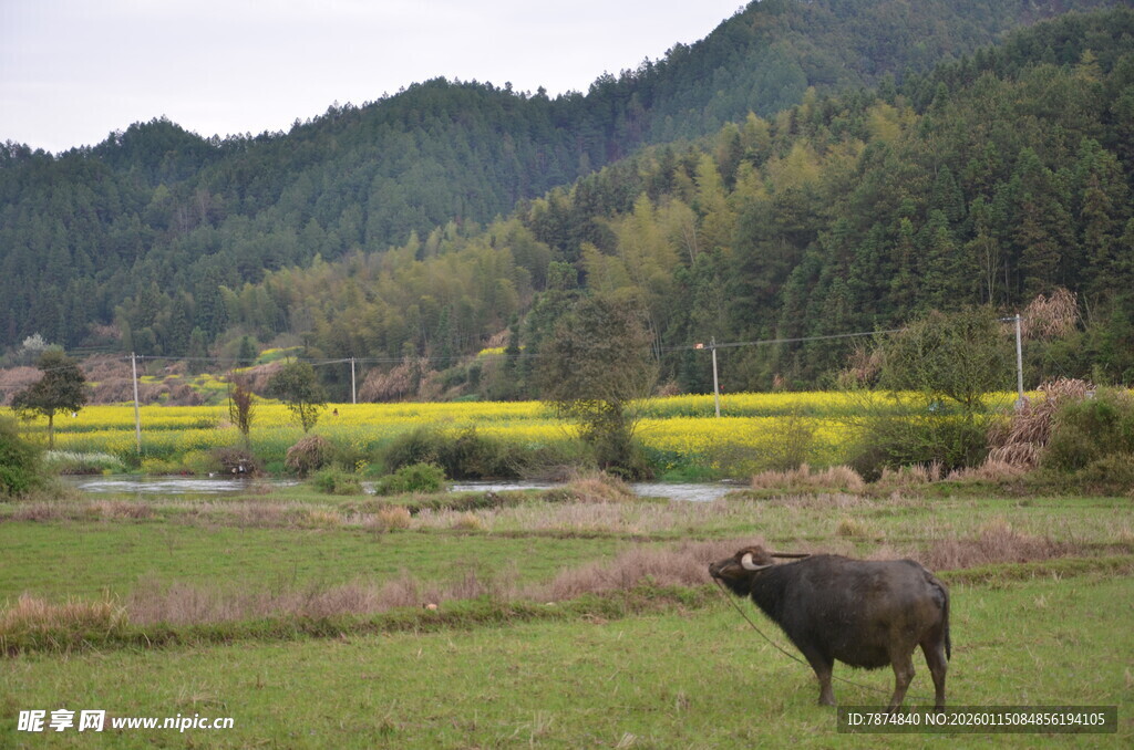 田园水牛 春日山村美景