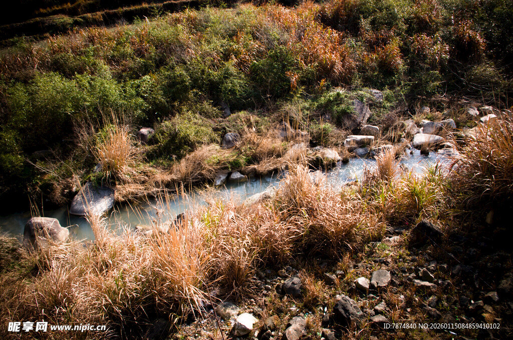 山间溪流旁的秋日植被景观