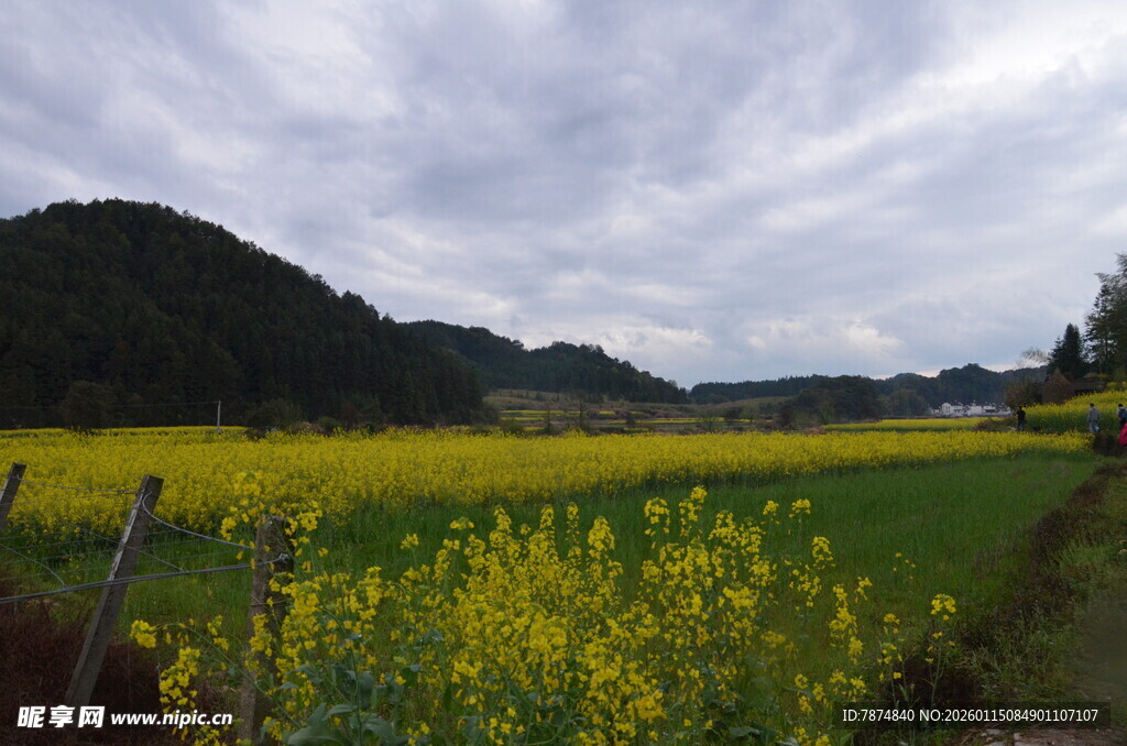 田园油菜花海风景图