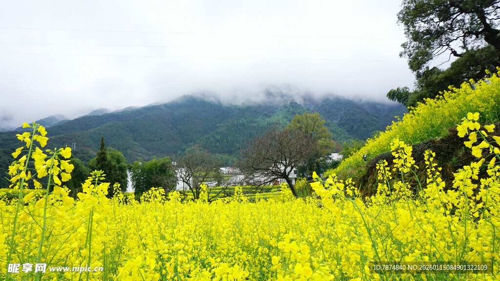 春日油菜花海田园风光