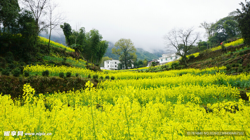 春日金黄油菜田园风光