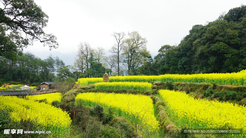 春日梯田油菜花美景