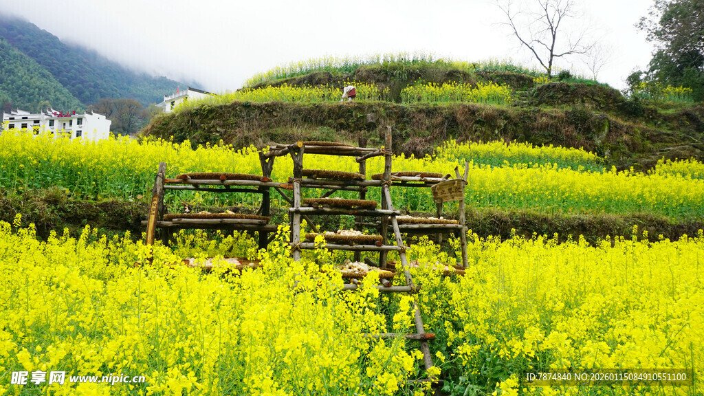 田园油菜间的古朴木架