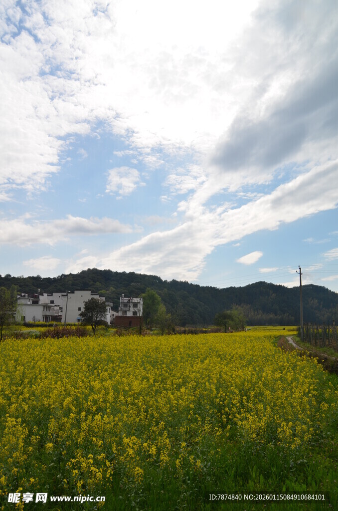 金黄油菜田与远处村落