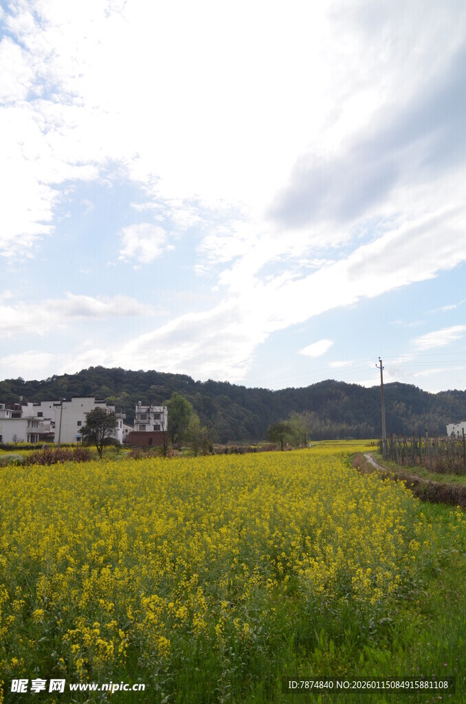 春日田野油菜花乡村美景
