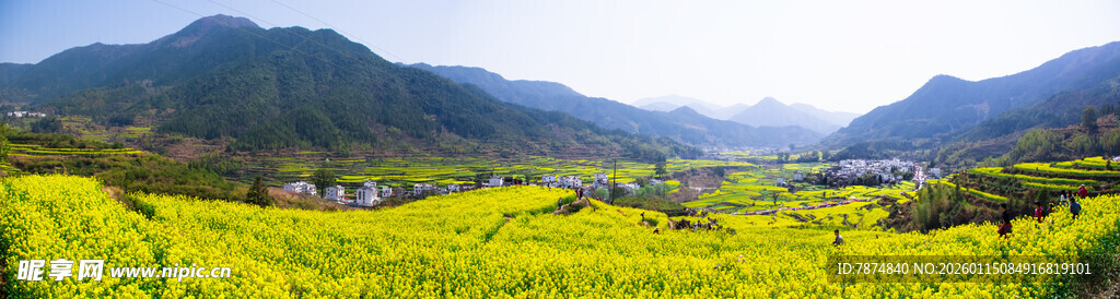 山间油菜花海美景