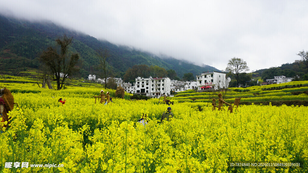 春日油菜花海田园风光