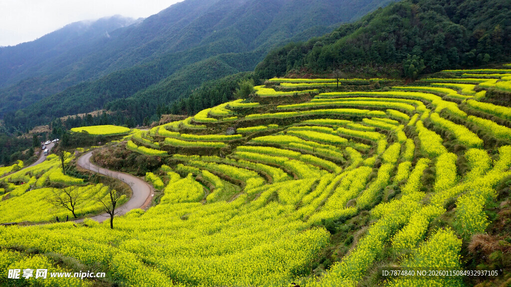 春日梯田油菜花美景