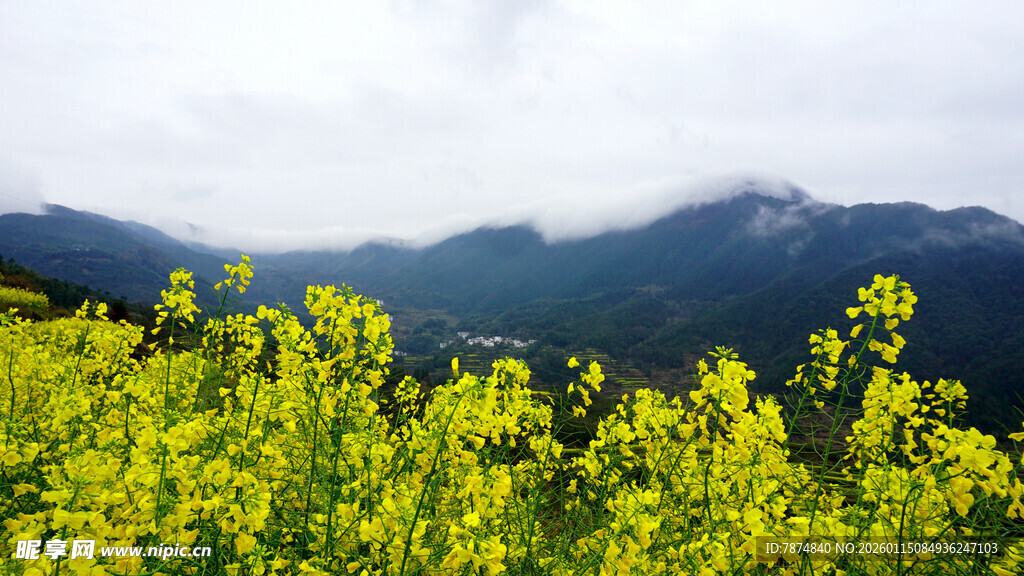 山间灿烂的黄色油菜花田