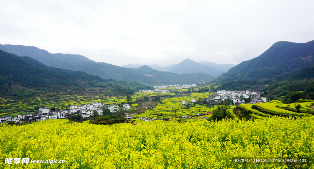 春日山间油菜花田美景