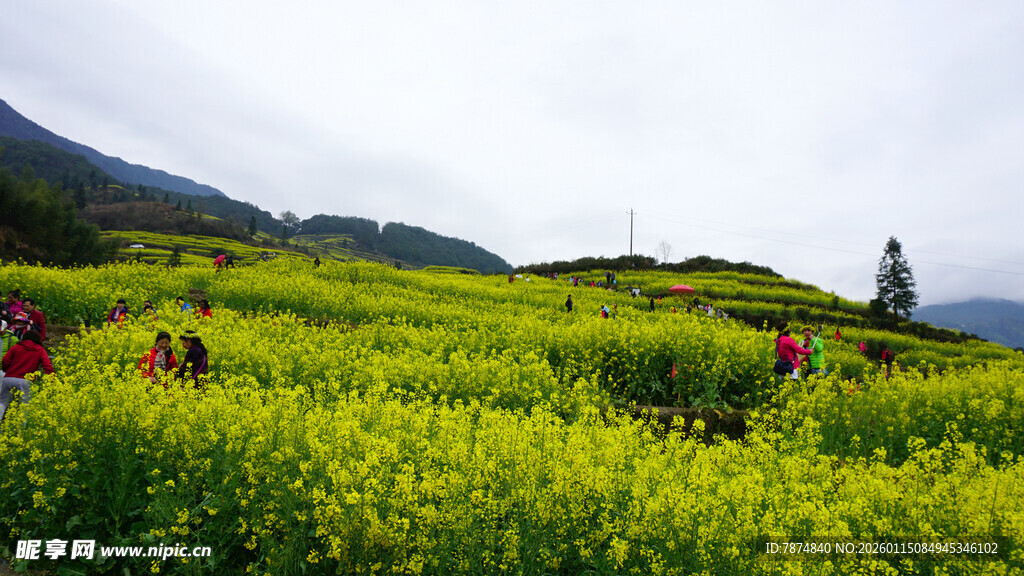 春日金黄花海中的游人
