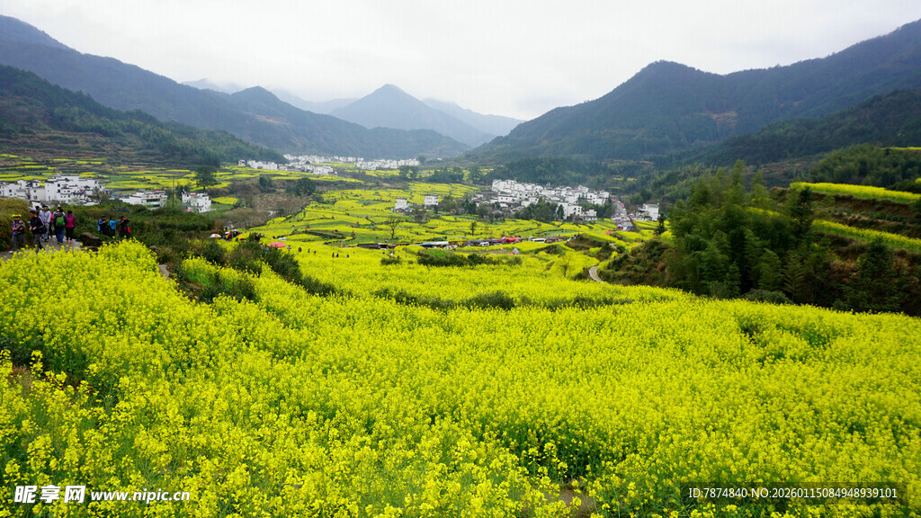 春日山间油菜花海美景