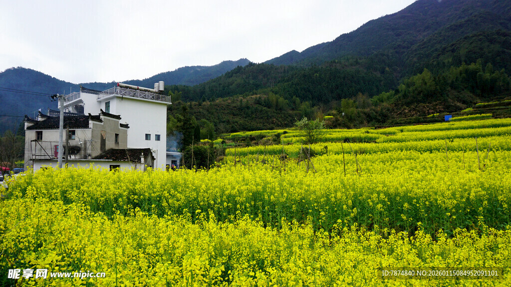 春日田园风光 金黄油菜花田
