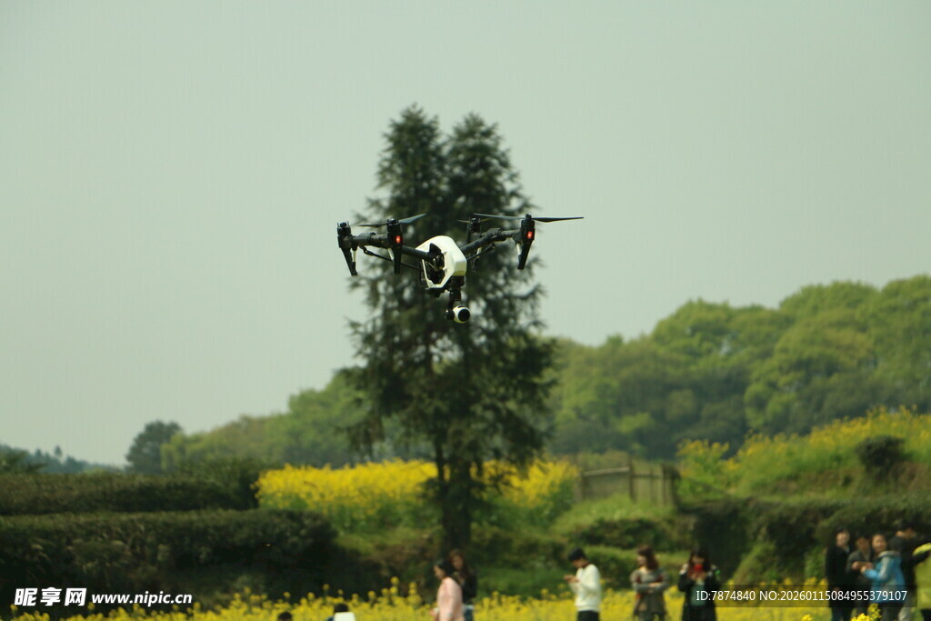 田野中高耸的奇特树木