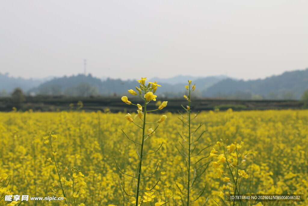 金黄油菜田 春日田园风光