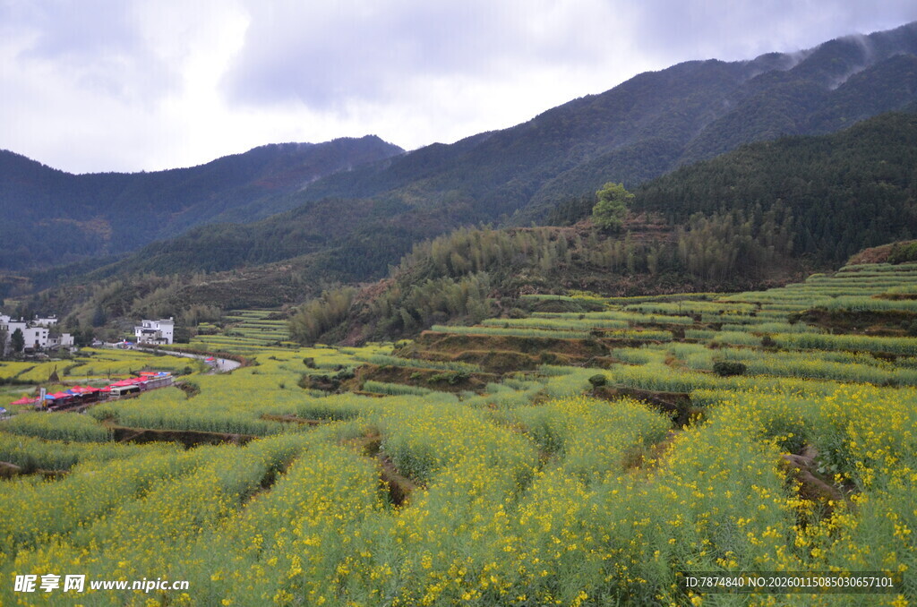 山间油菜梯田田园美景