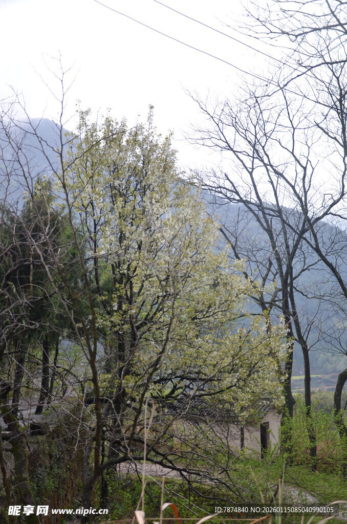 山间春日景致 繁花绿树