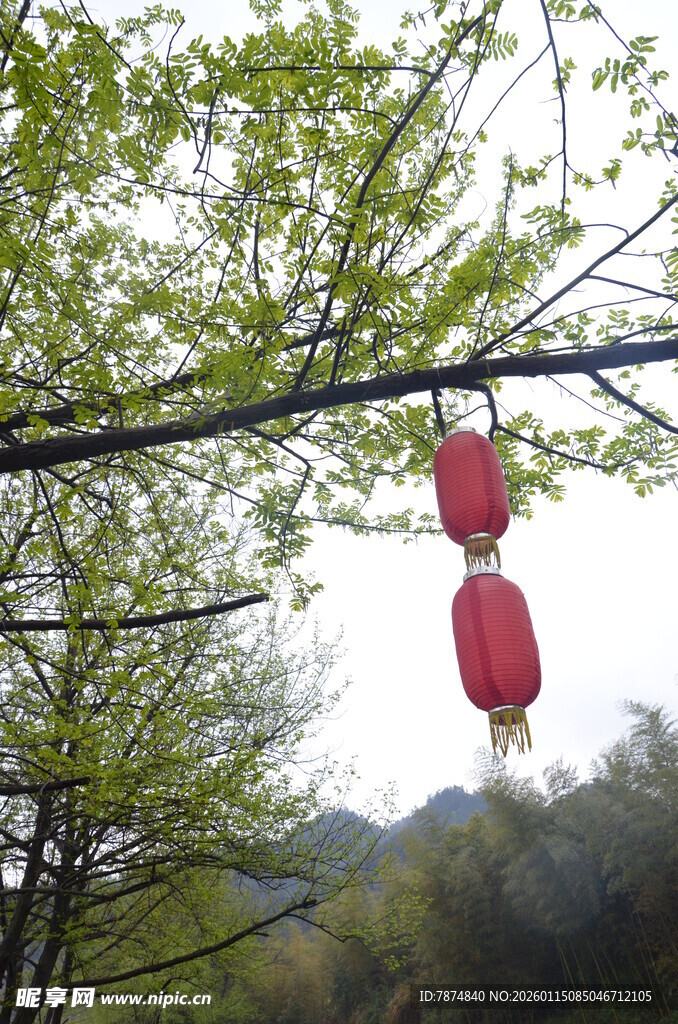 春日枝头挂红灯笼