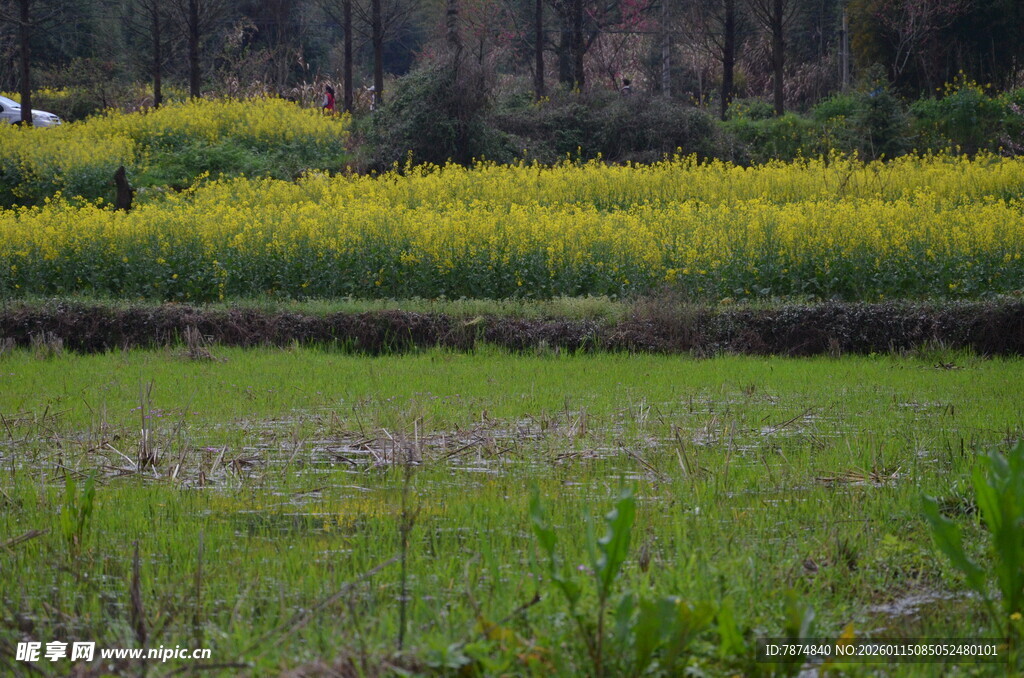 春日油菜花田田园风光