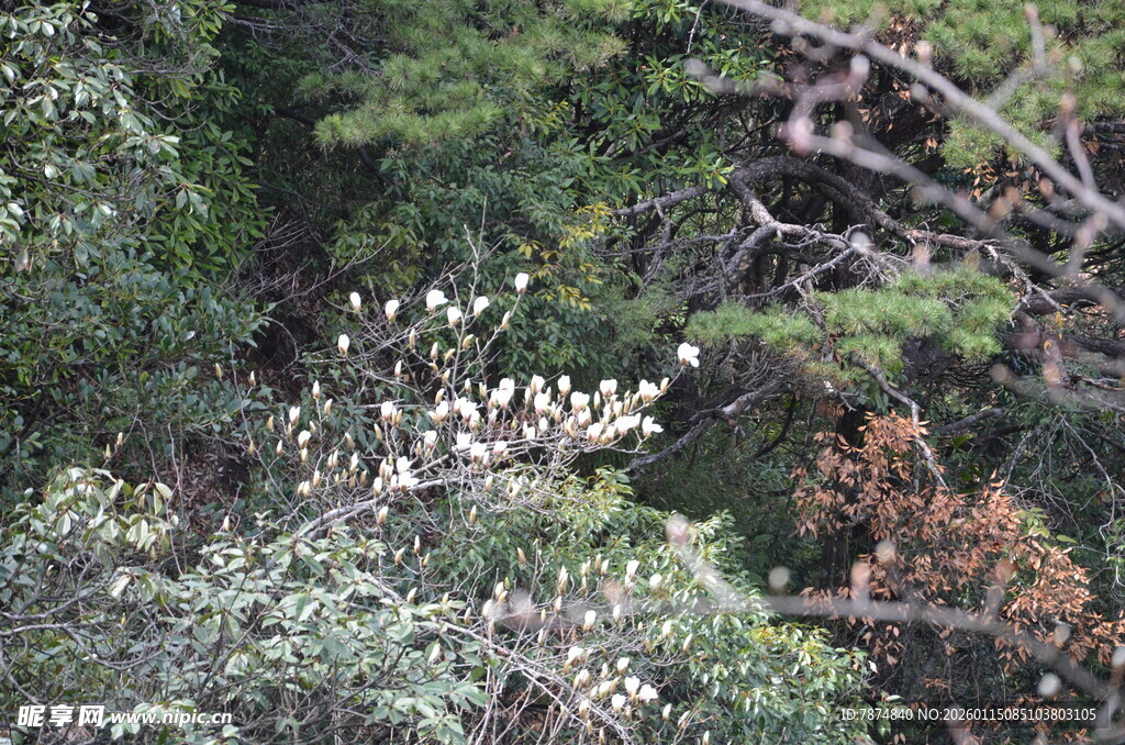 繁茂树林中的多彩枝叶