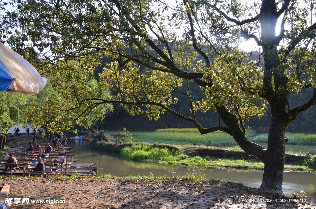 乡村河畔树景 静谧风光