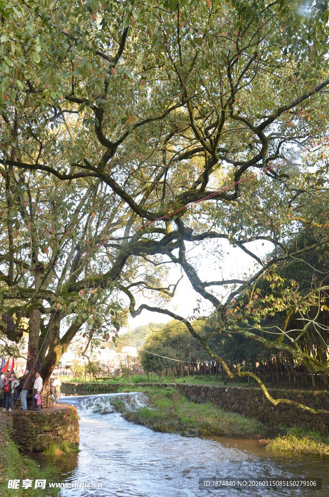 河畔大树下的休闲时光