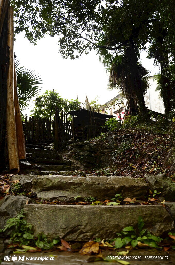 林间石阶 尽显自然静谧