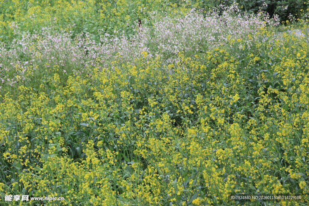 春日田野中的黄绿植物