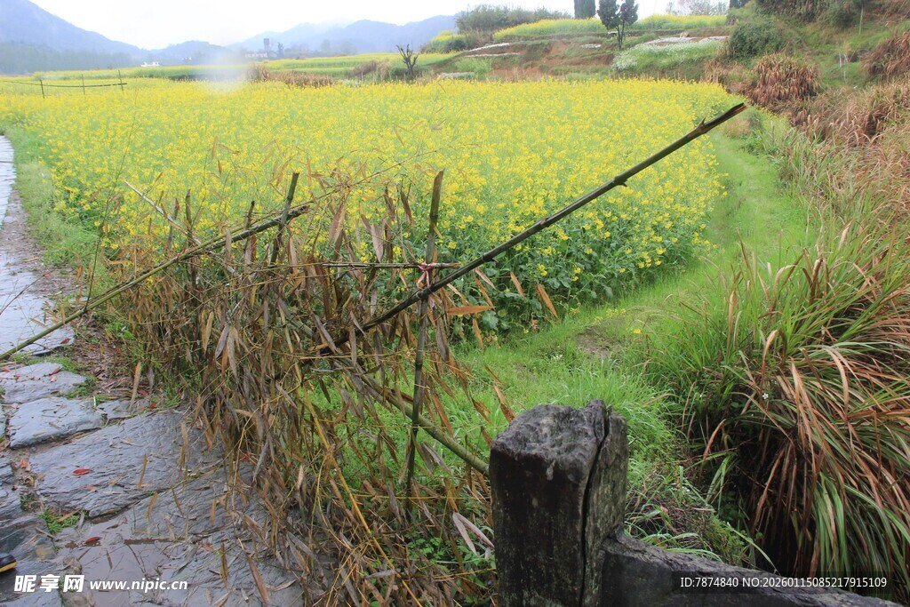 乡间泥泞小路旁的田园风光