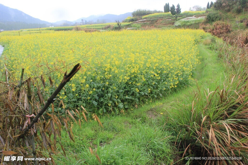 金黄油菜花田中的乡间小径