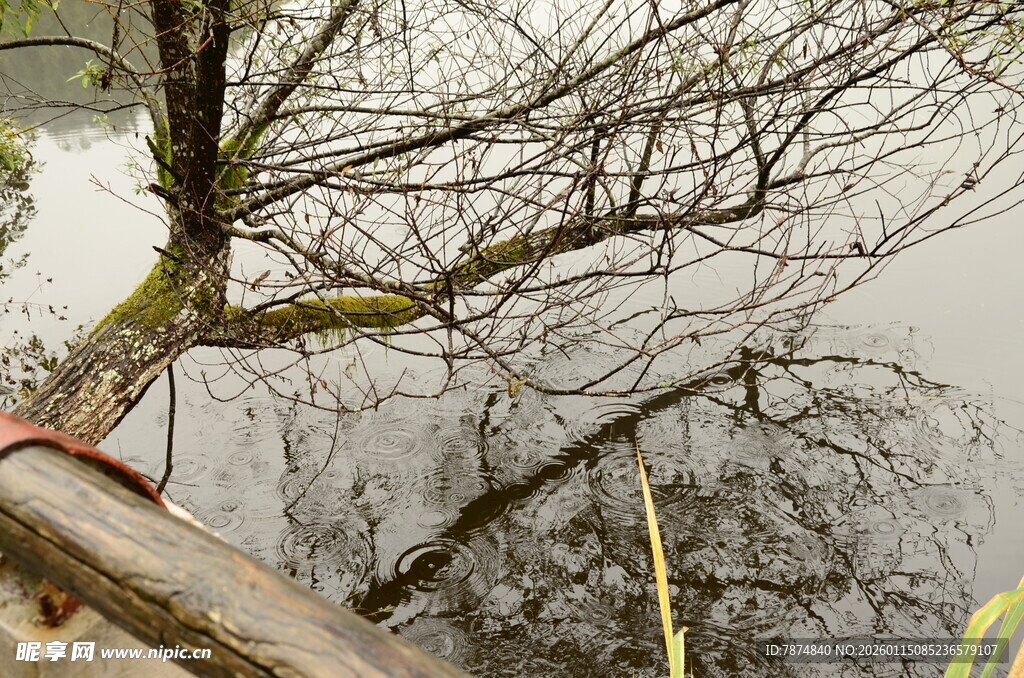 水边枯树与木质平台景象