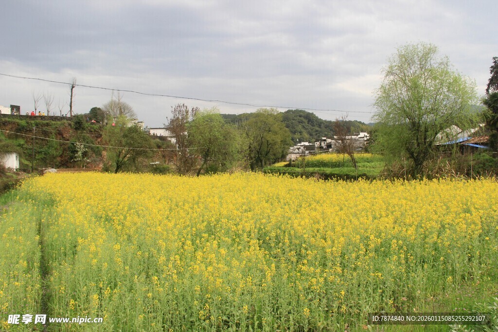 金黄油菜花田乡村美景