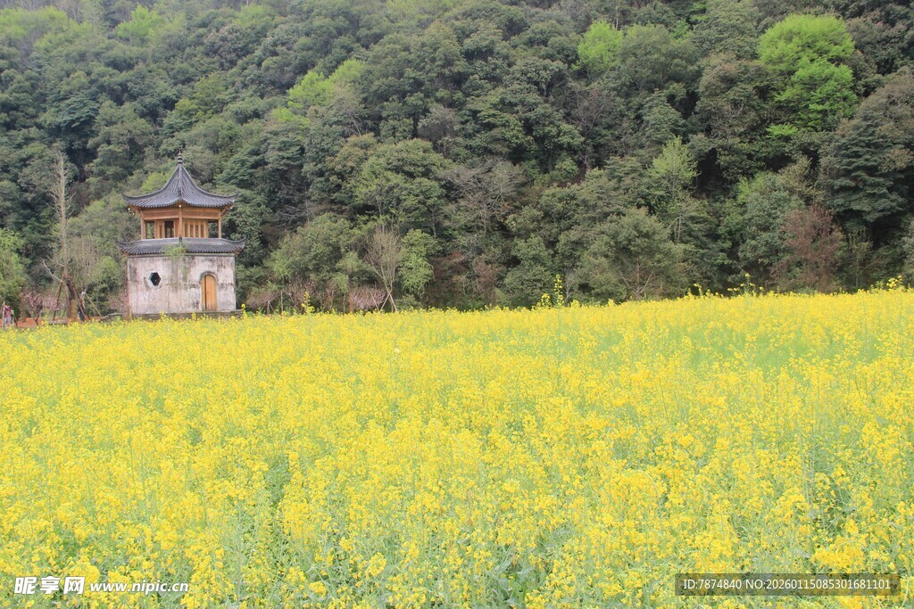 油菜花海中的古朴建筑