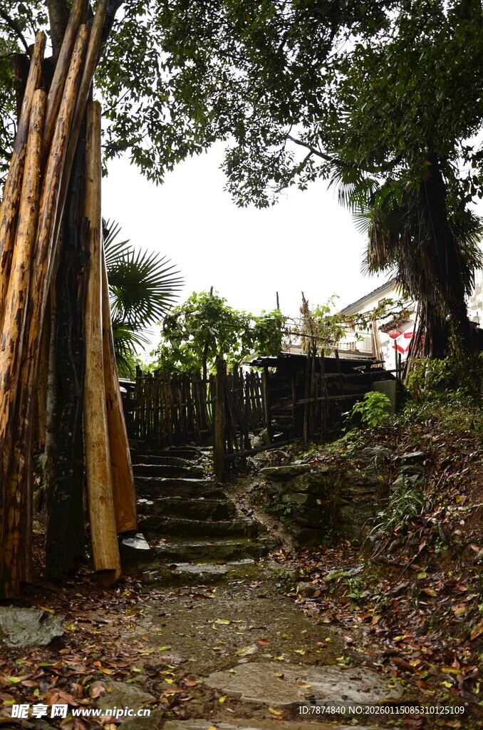 林间石阶 静谧自然景致